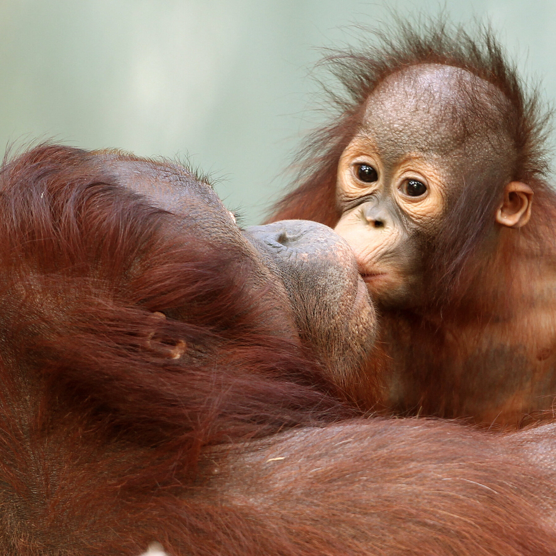 Kissing Has Been Around for at Least 16 Million Years, Researchers Reveal