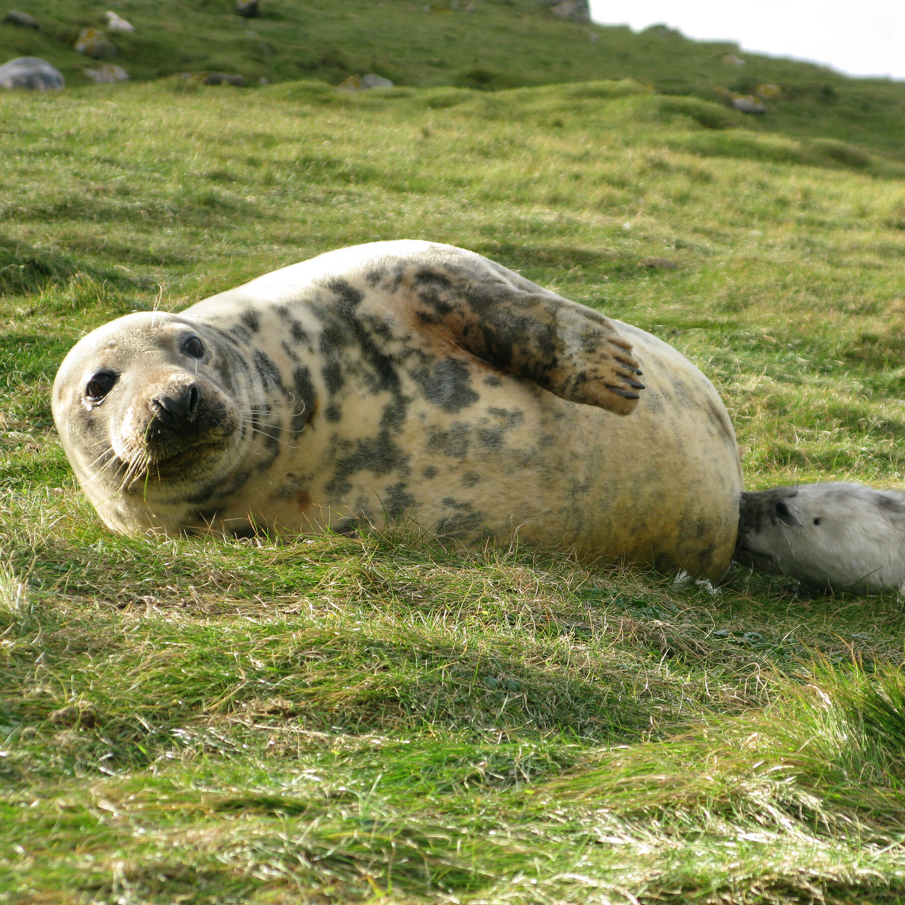 Seal Milk: The Cream of the Molecular Crop