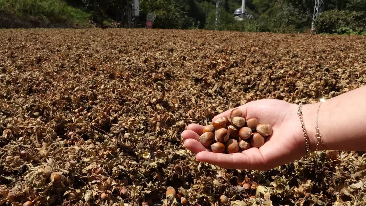 Fındık İhracatında Yüzde 53 Düşüş