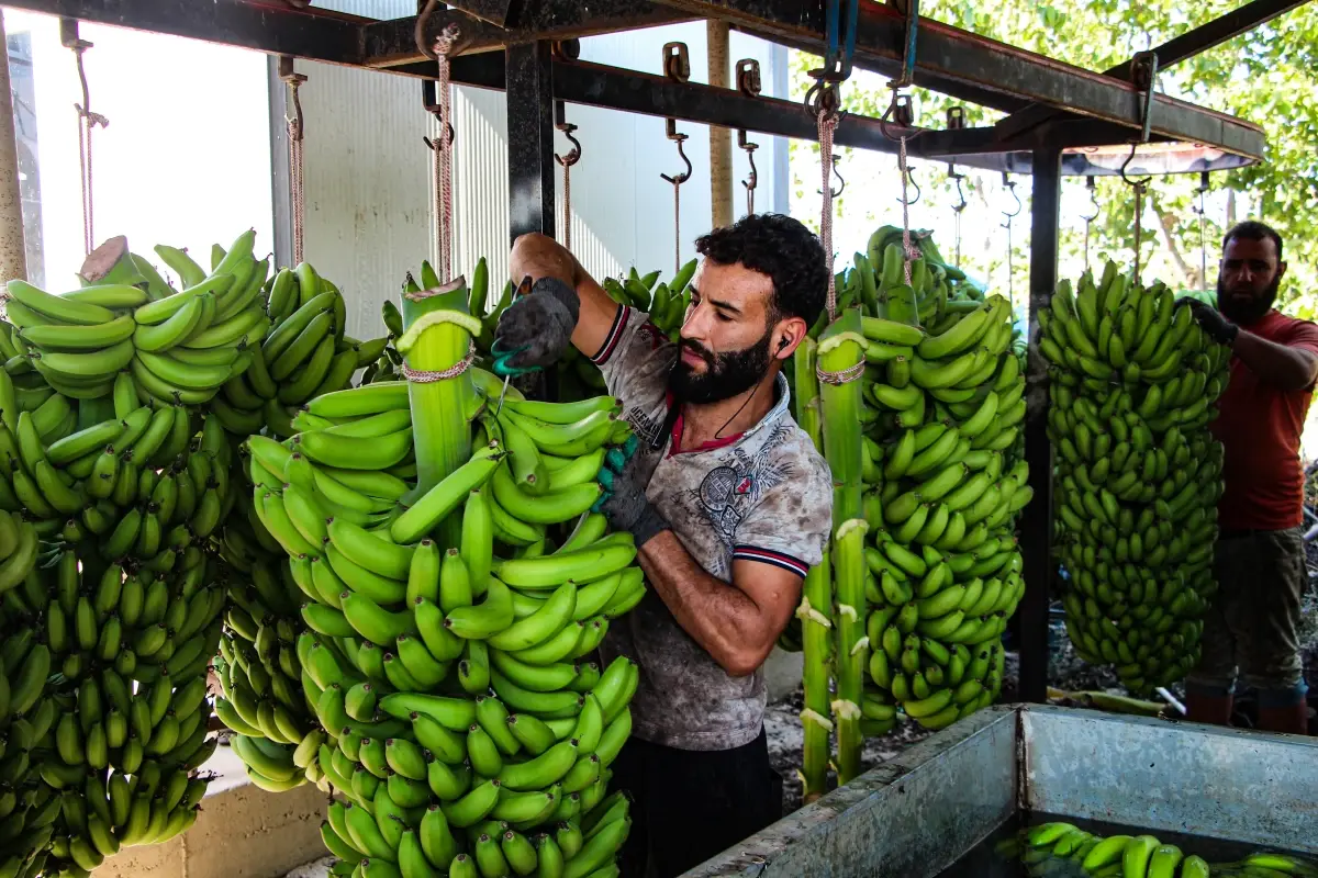 Adana’da Muz Üretimi 100 Kat Arttı