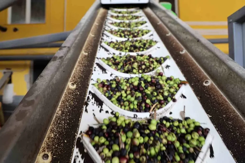 Kozan’da Zeytin Hasadı Düşük Verimle Tamamlandı