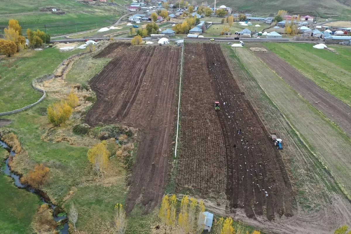 Patnos’ta Mor Patates Hasadı Coşkuyla Başladı