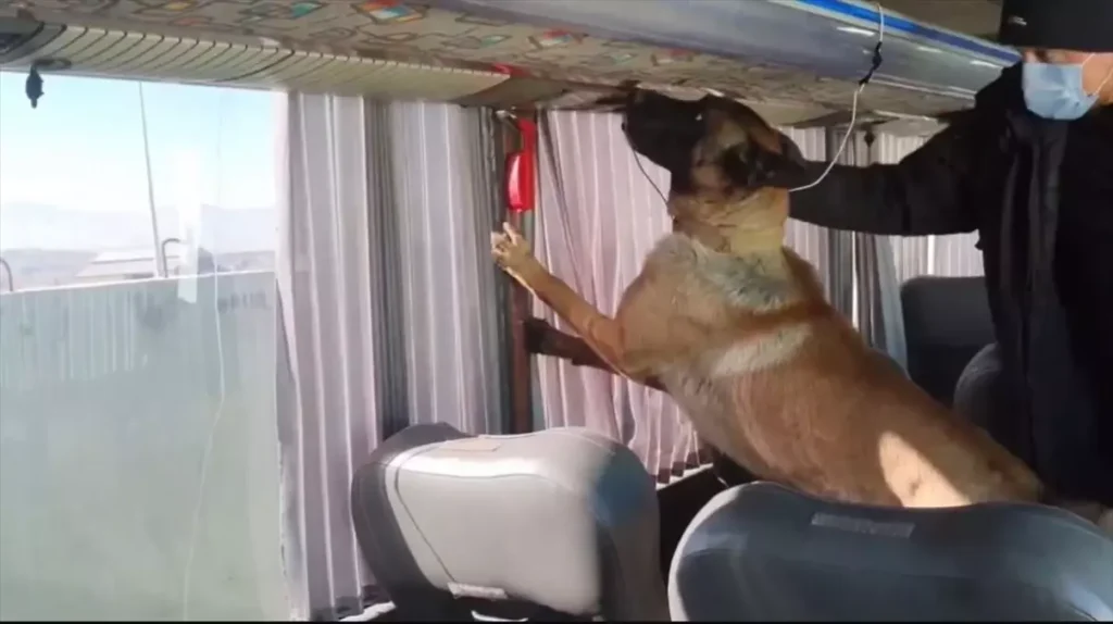 Uyuşturucu Tüplere Saklandı: Ağrı’da 8 Kilogram Skunk Ele Geçirildi