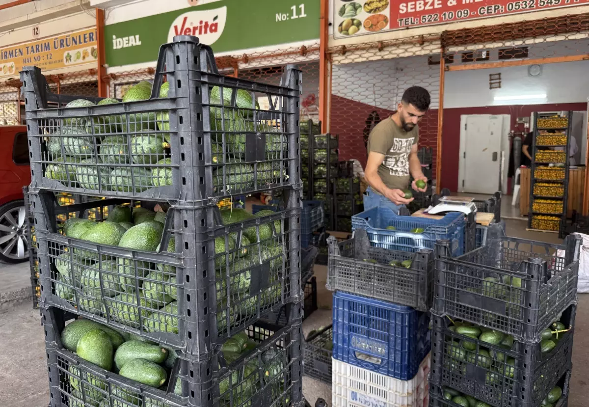 Alanya’da Rekor Avokado Rekoltesi: 150 Milyon Adet Hedefi!