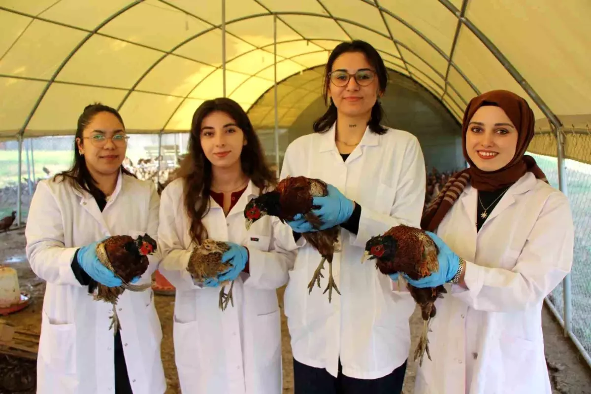 Amasya’da Sülün Yetiştiriciliği Artıyor: Üniversite Çabalarıyla Gelen Geleneksel Lezzet ve Ekonomik Kazanç