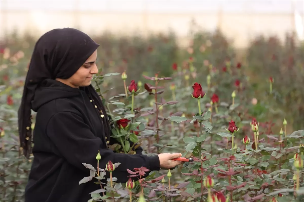 Elmalı’da Gül Üretimi Artıyor
