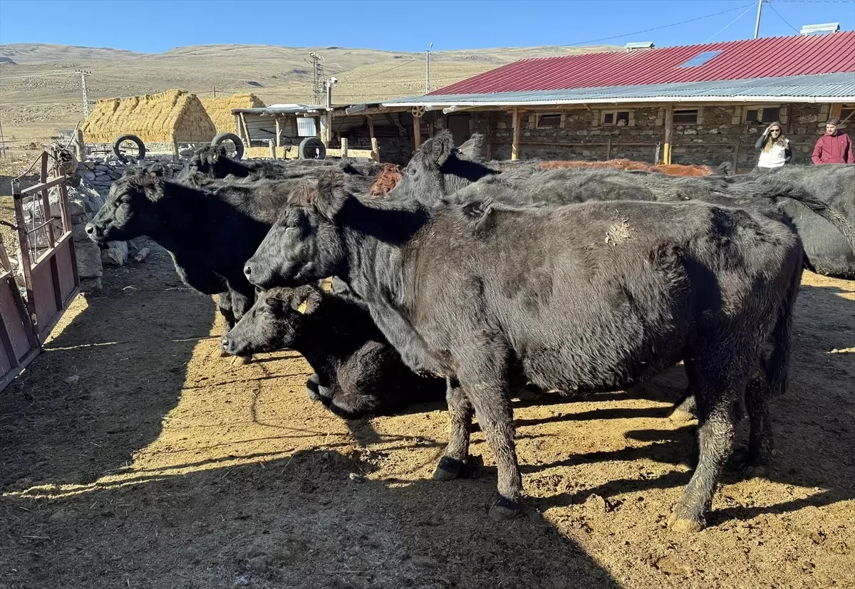 Ardahan’da Hayvancılığa Destek Projesiyle 90 Üreticiye 1.350 Büyükbaş Hayvan Dağıtılıyor