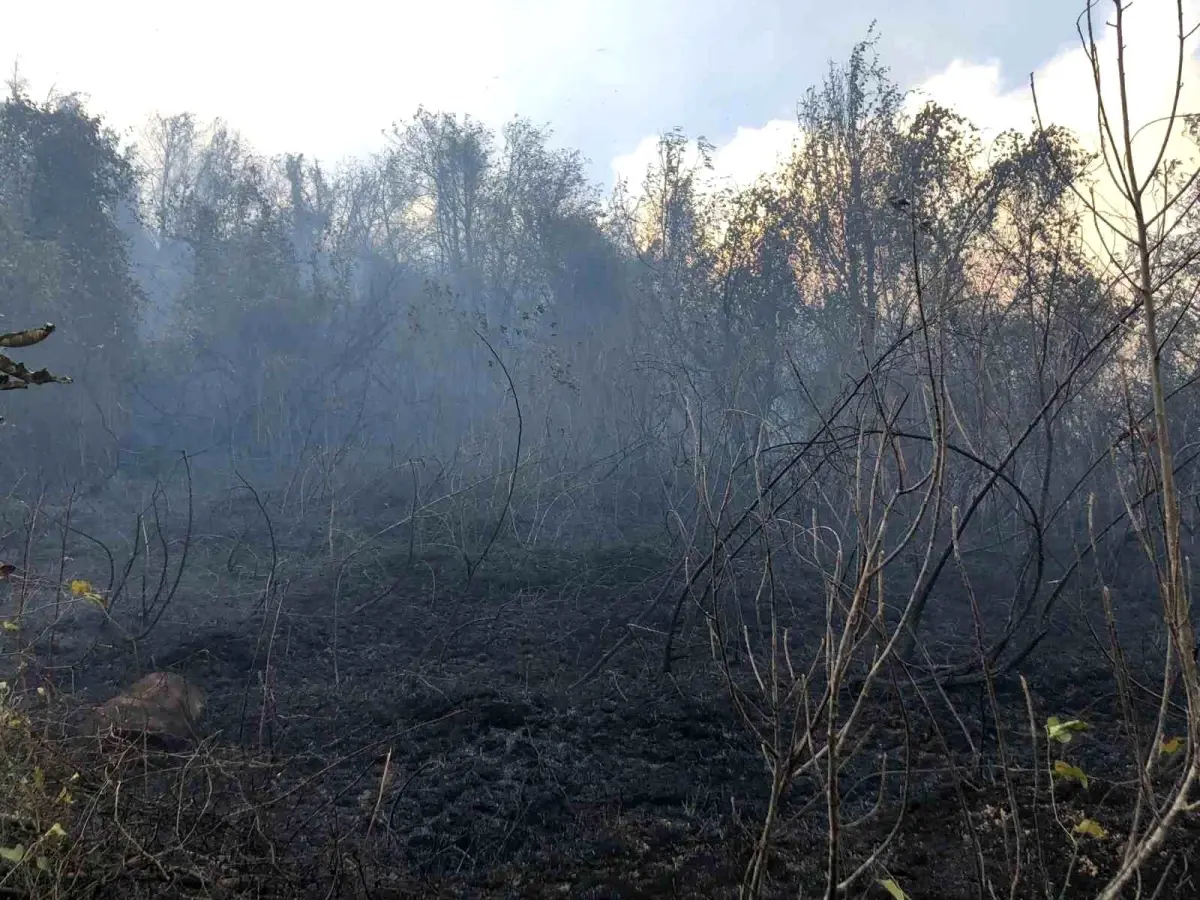 Artvin’de Ziraat Alanındaki Yangın Ormana Sıçradı