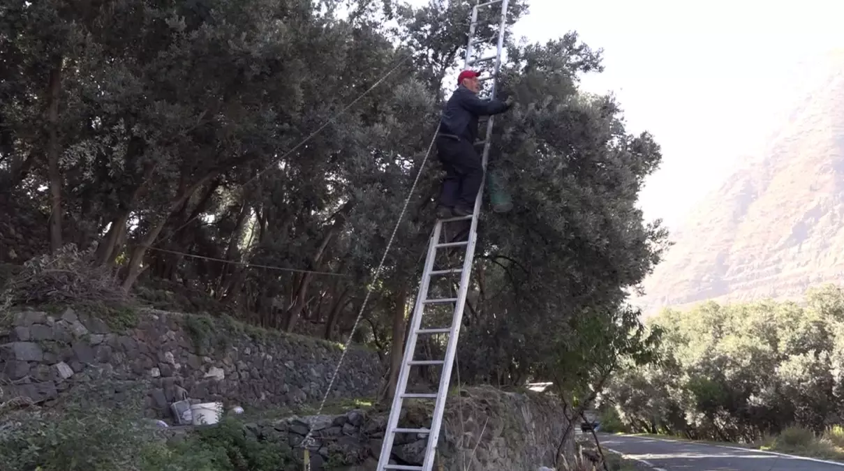 Butko Zeytini Hasadı Devam Ediyor