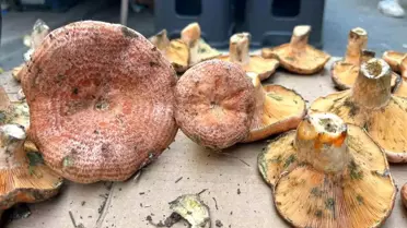 Aydın’da Çıntar Mantarının Fiyatı 500 Lira