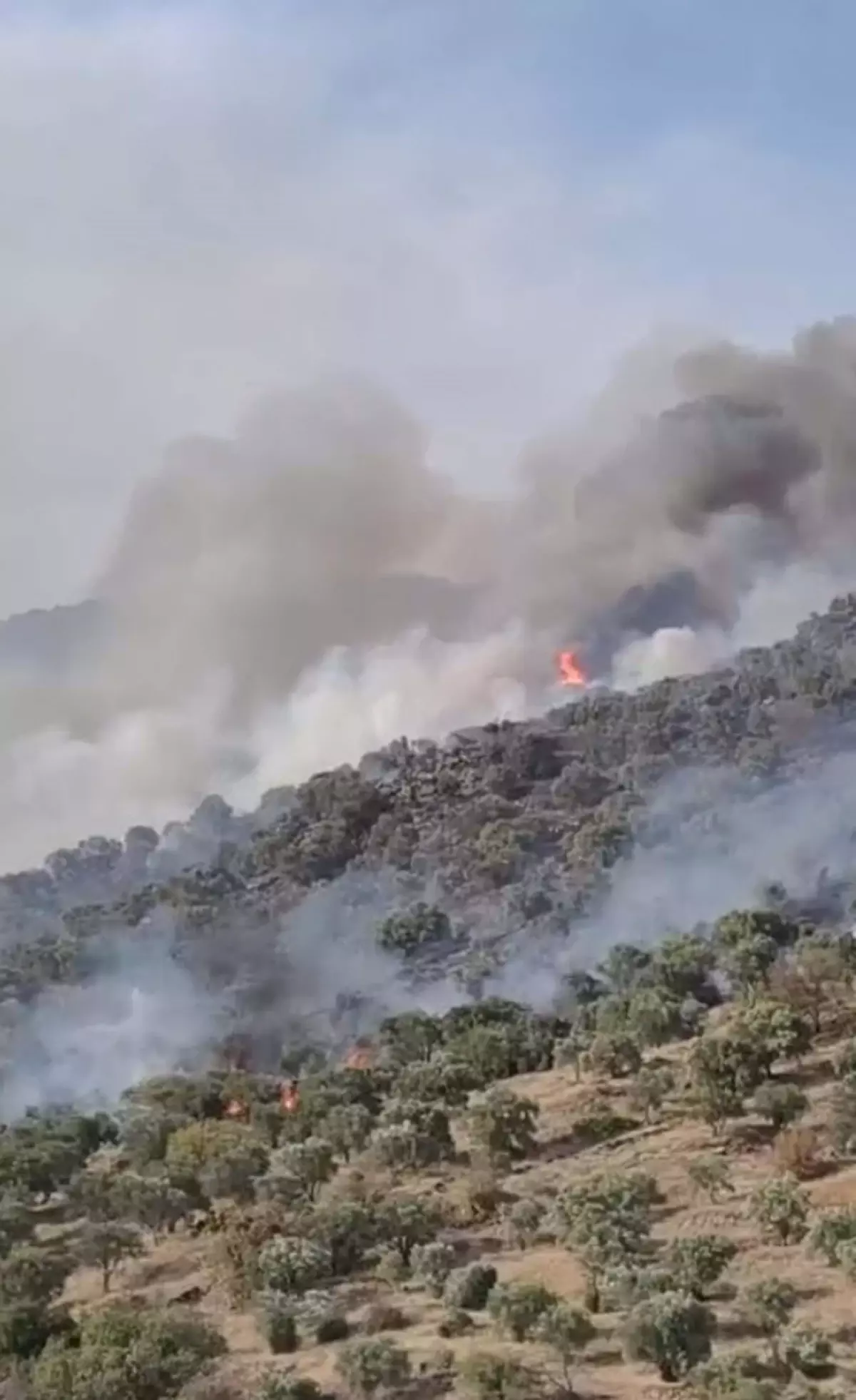 Aydın Bozdoğan’da Şiddetli Orman Yangını: Rüzgarla Yayılıyor, İtfaiye Ekipleri Hava ve Karadan Mücadele Ediyor