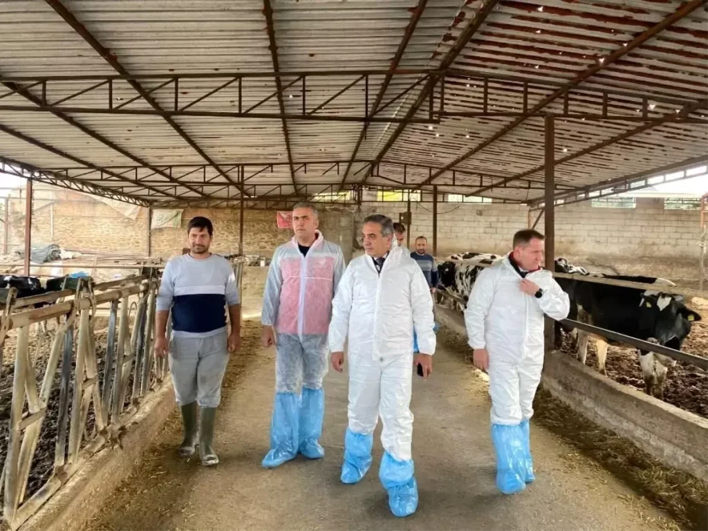 Aydın’da Şap Aşılamaları Rekor Sayıya Ulaştı: 565 Bin 687 Doz Uygulandı