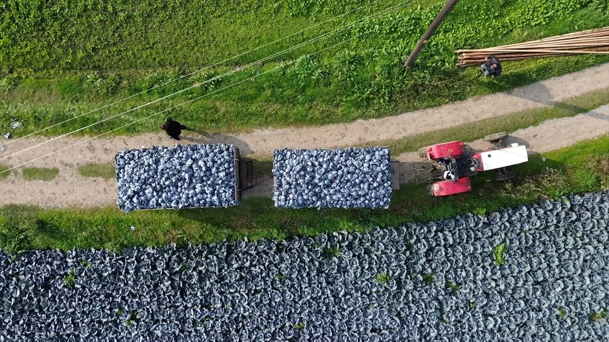 Bafra’da Kırmızı Lahana Hasadı Başladı