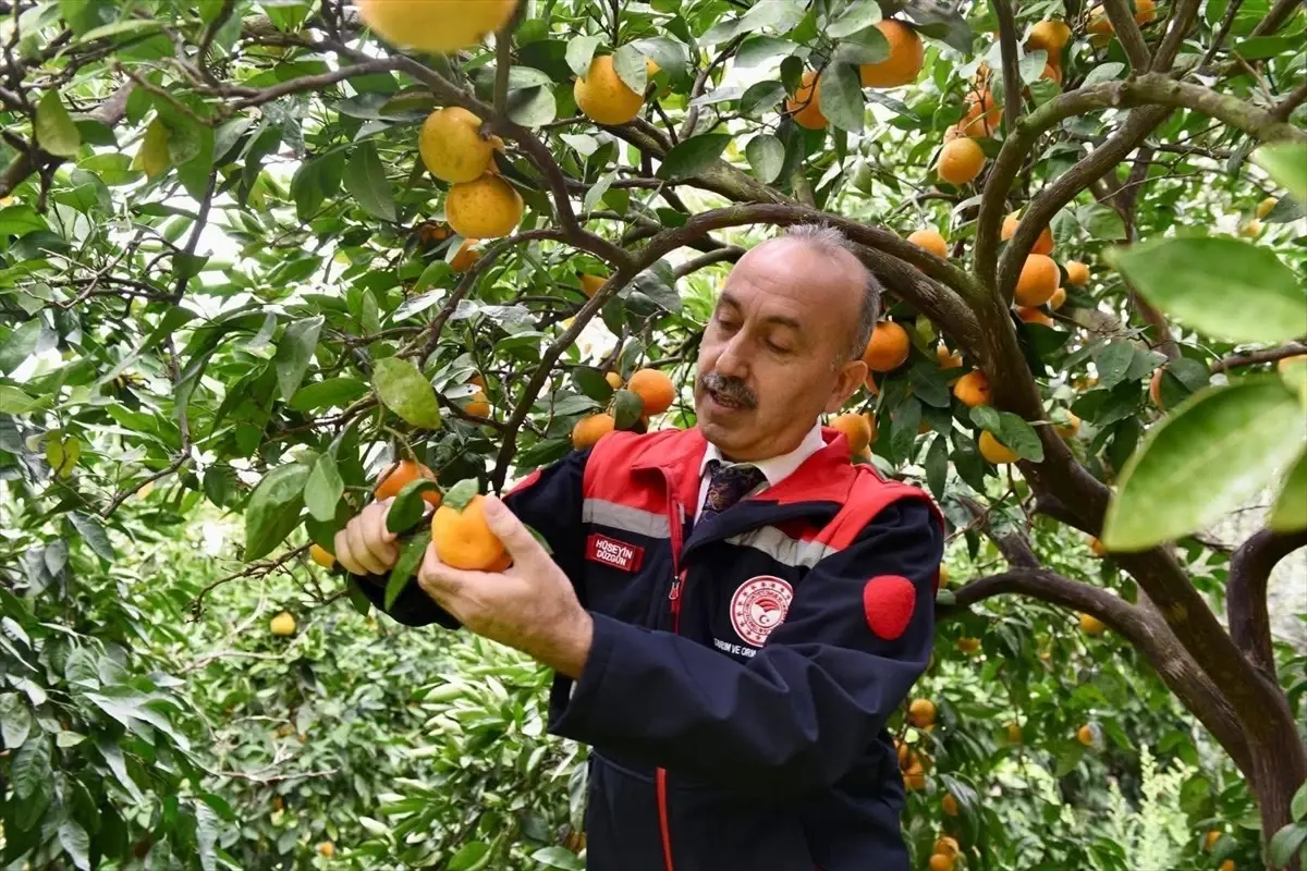 Havran Mandalinası Hasadı Başladı