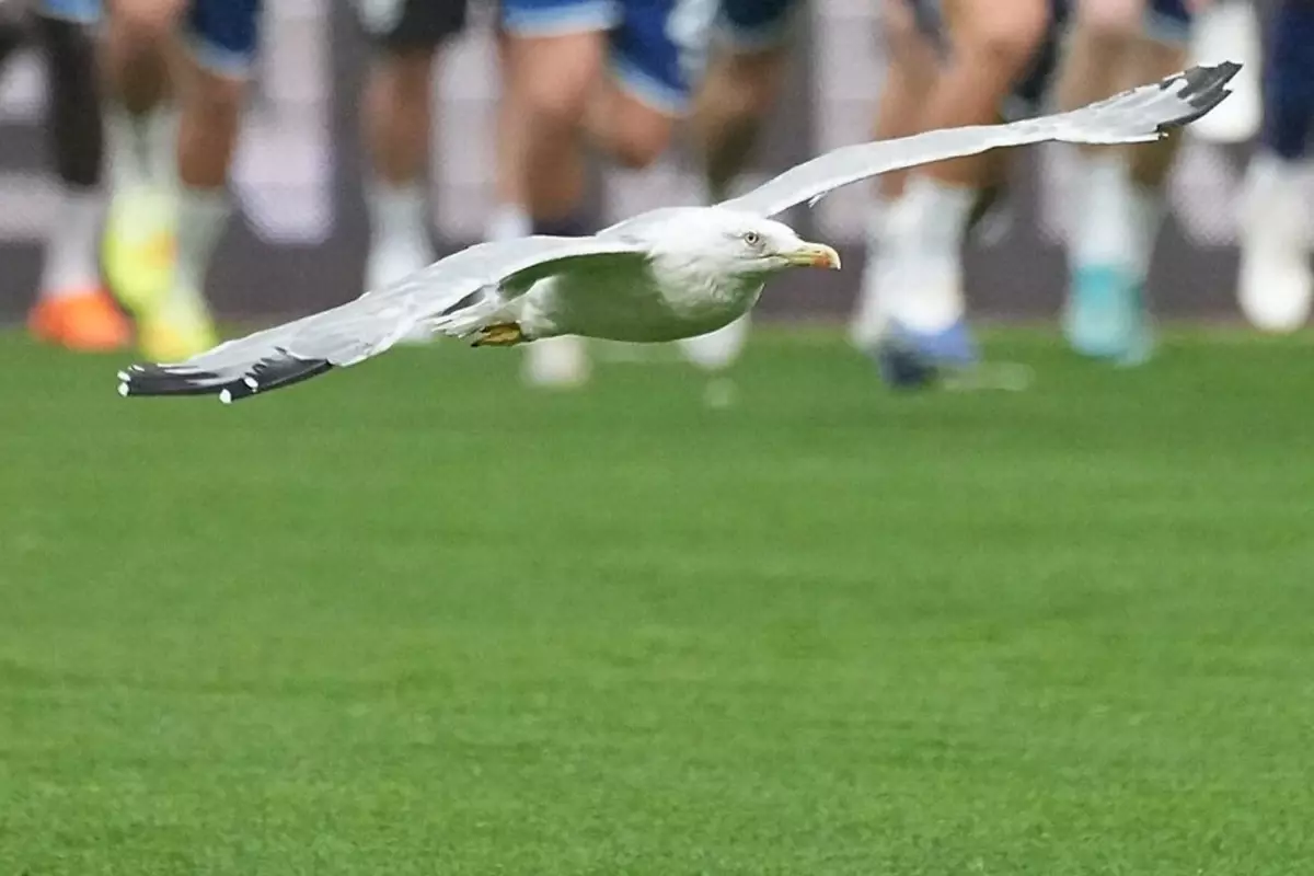 Beşiktaş-Samsunspor Maçına Damga Vuran Davetsiz Misafir