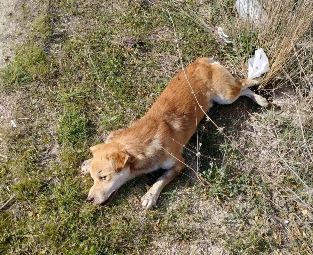 Buldan’da Çok Sayıda Köpek Ölüsü Bulundu