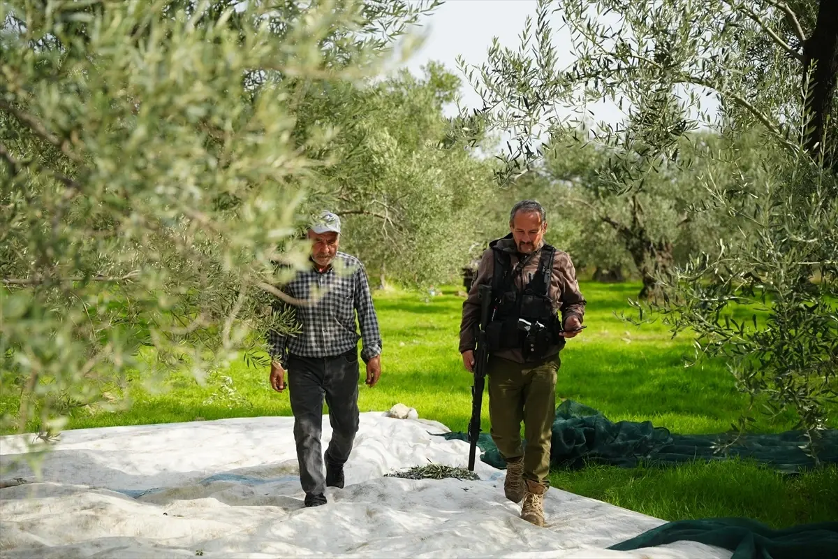 Dronlu Bekçi Zeytinlikleri Koruyor
