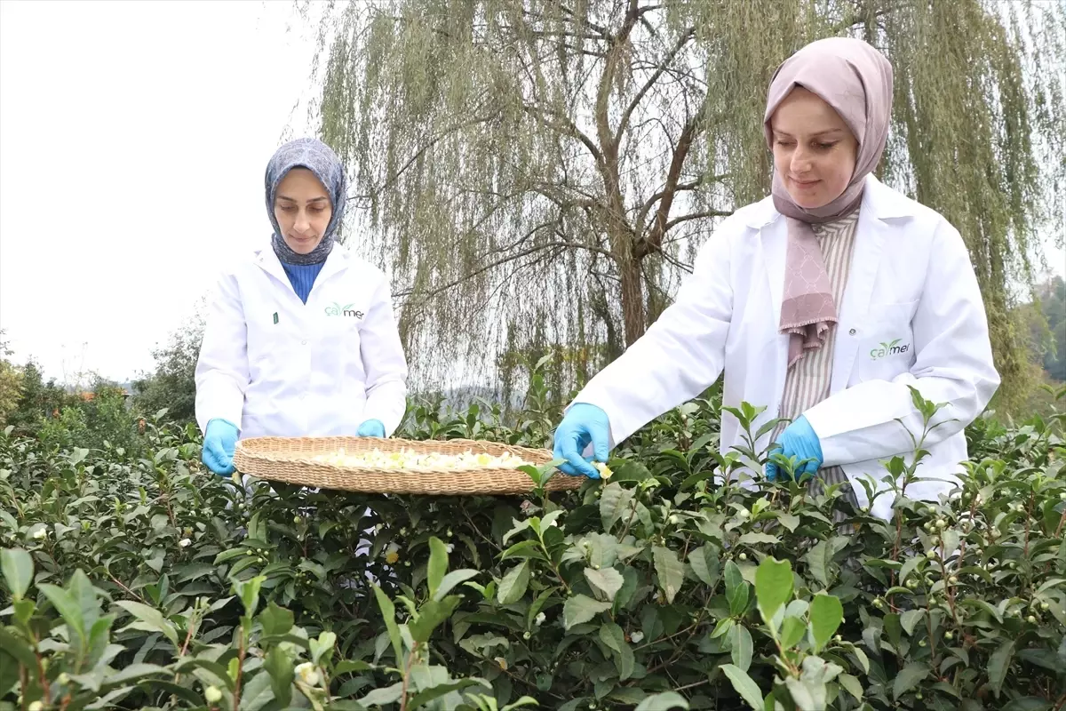 ÇAYMER Çiçek Çayı Üretimini Üç Katına Çıkardı