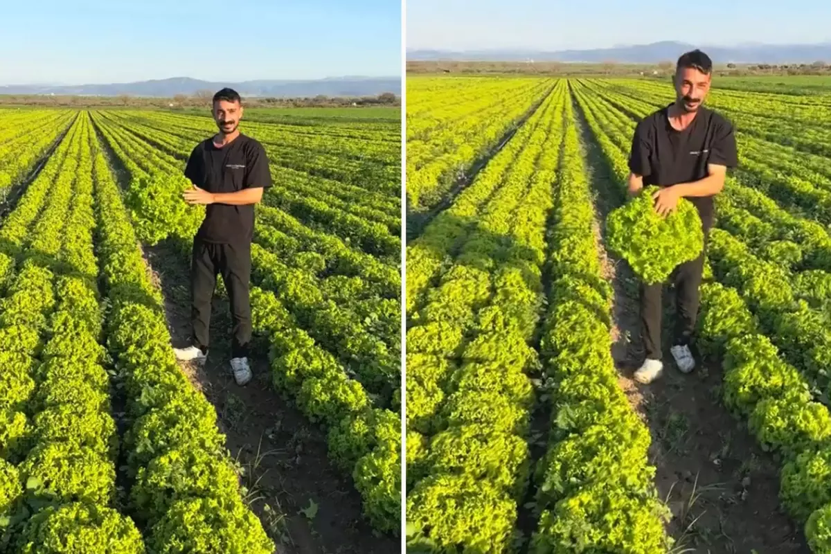 Çiftçi Böyle İsyan Etti: Satarsam Şerefsizim, Koyunları Otlatacağım