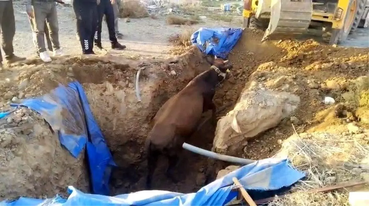 Kırıkhan’da Çukura Düşen Büyükbaş Hayvan İtfaiye Ekipleri Tarafından Kurtarıldı