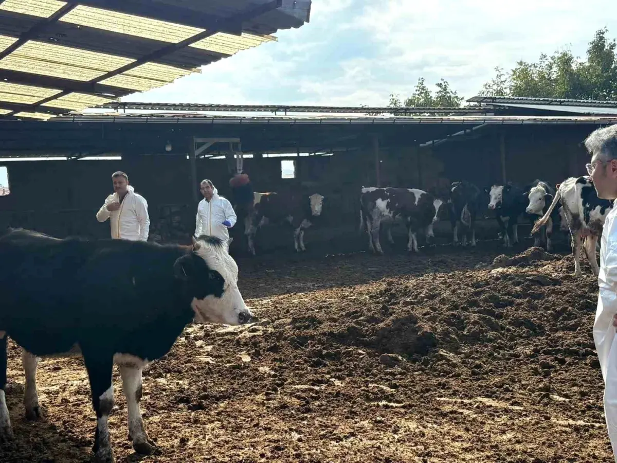 Denizli’de Şap Hastalığı Denetimleri Artırıldı