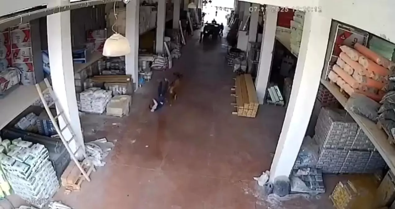 Başına Buyruk İnek Depoya Girdi: Çankırı’da Viral Olay Şaşkınlık Yarattı