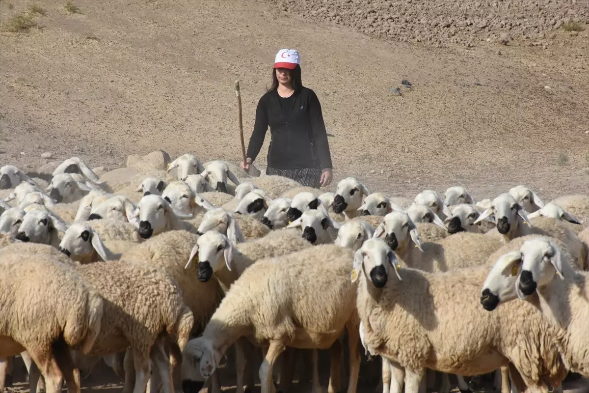 Kadın Besicinin Büyük Başarısı: 37 Hayvandan 250’ye