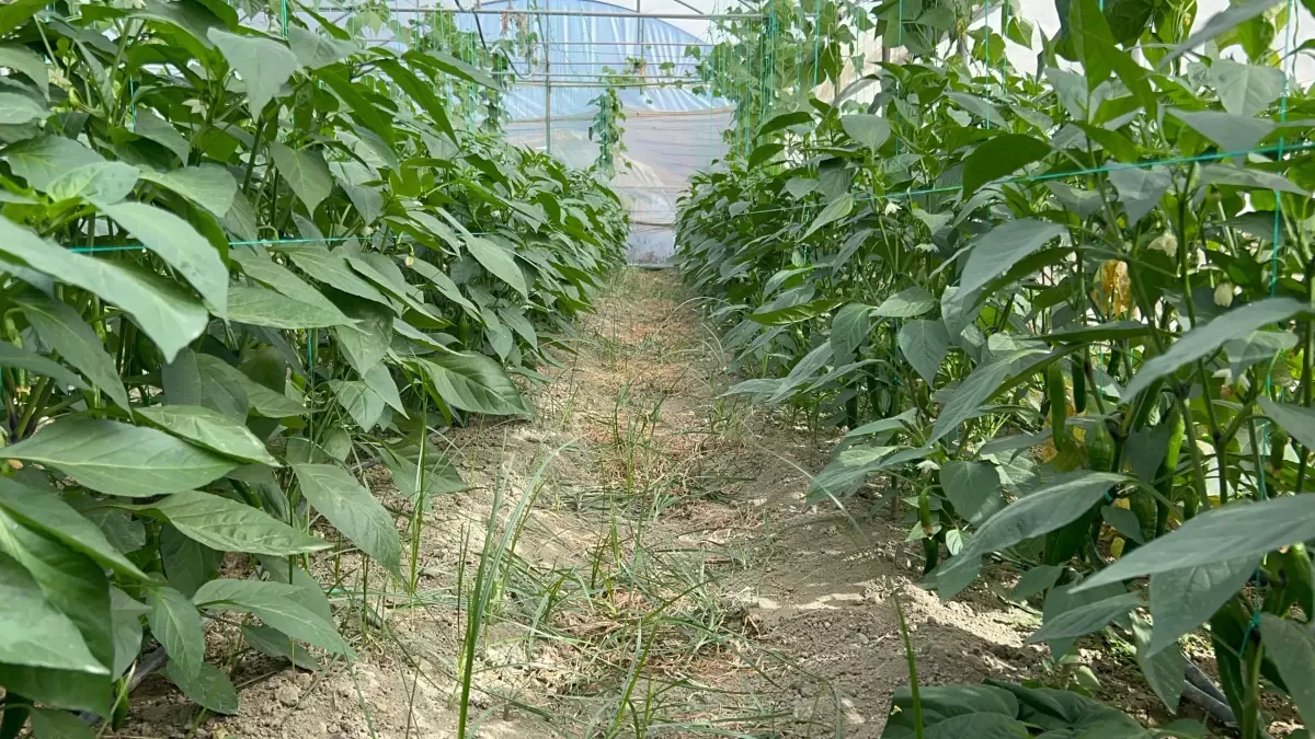 Türkiye’nin En Acı Biberi Hasada Hazır