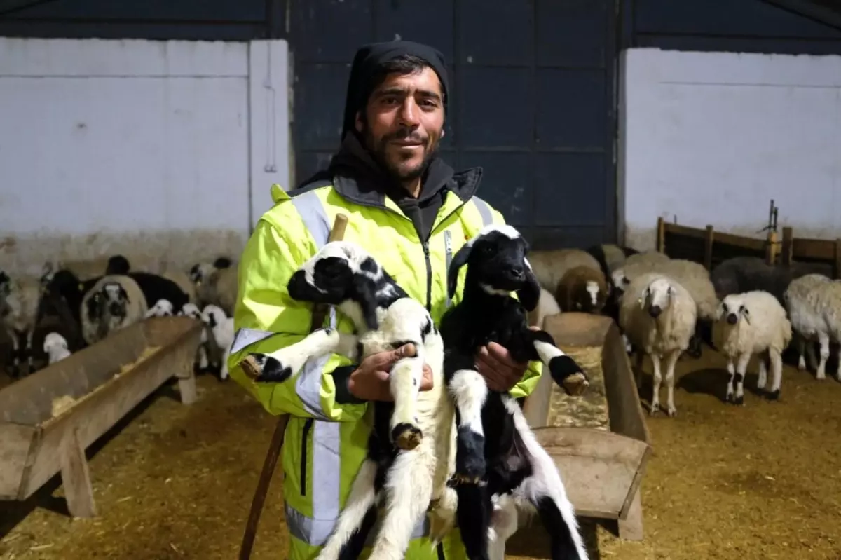 Kuzular Yüzleri Güldürüyor: Erzincan’da Yeni Sezonun Müjdecileri Doğdu