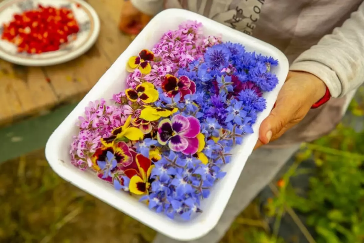 Gastronomide Devrim: Yenilebilir Çiçeklerle Sofralar Şenleniyor!