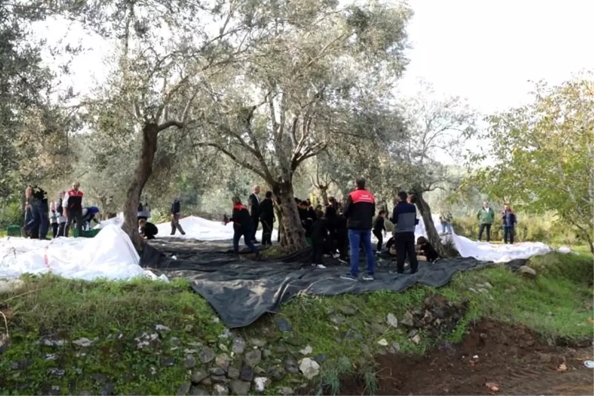Zeytin Hasadıyla Tarımsal Farkındalık