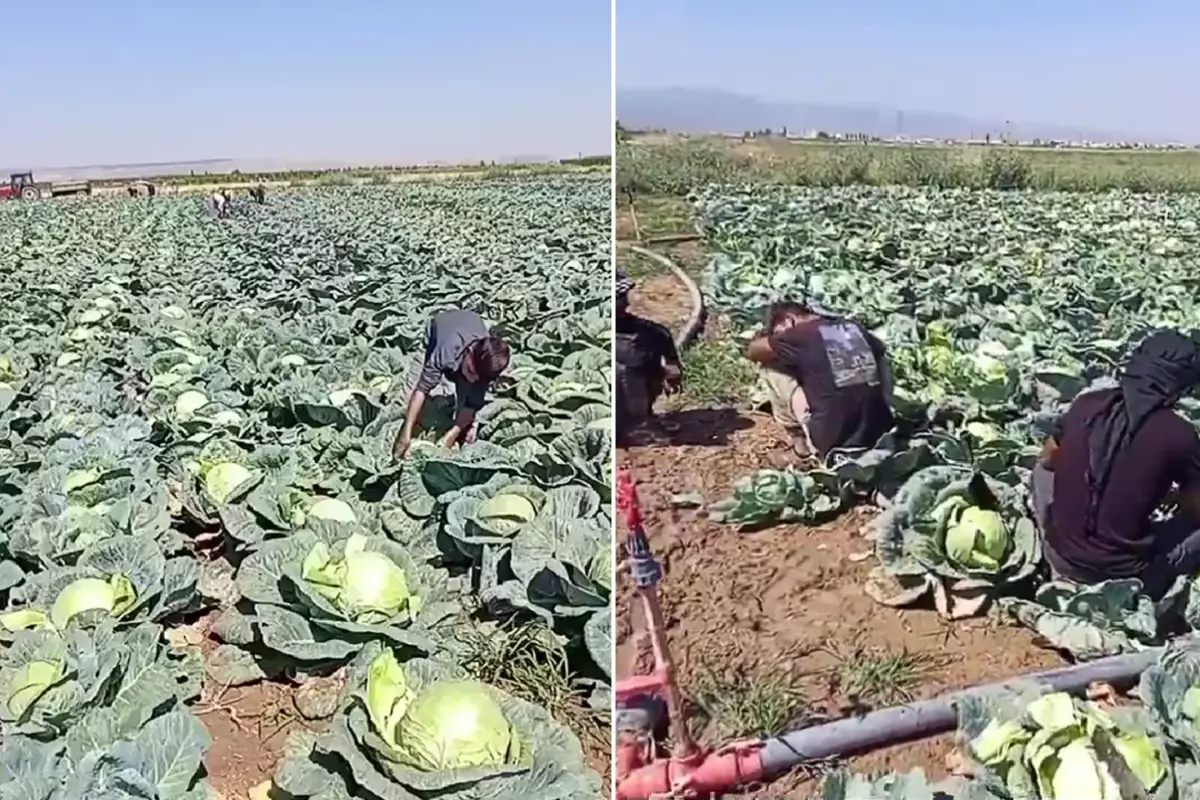 Günlük 4 bin lira yevmiyeyle işçi bulamayan çiftçi isyan etti