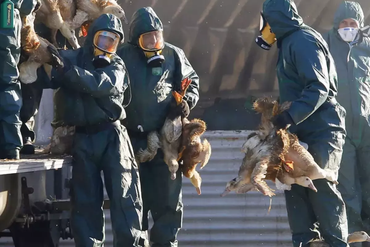 H5N5 Kuş Gribi İlk Kez İnsanlarda Ölüm Getirdi: Washington’da Şok Vaka