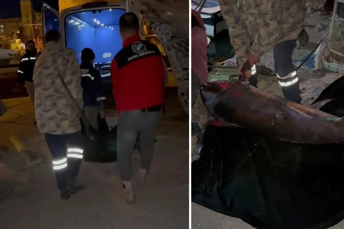 Hatay’da Balıkçılar Dev Kılıç Balığı Yakaladı: 65 Bin TL’ye Satıldı