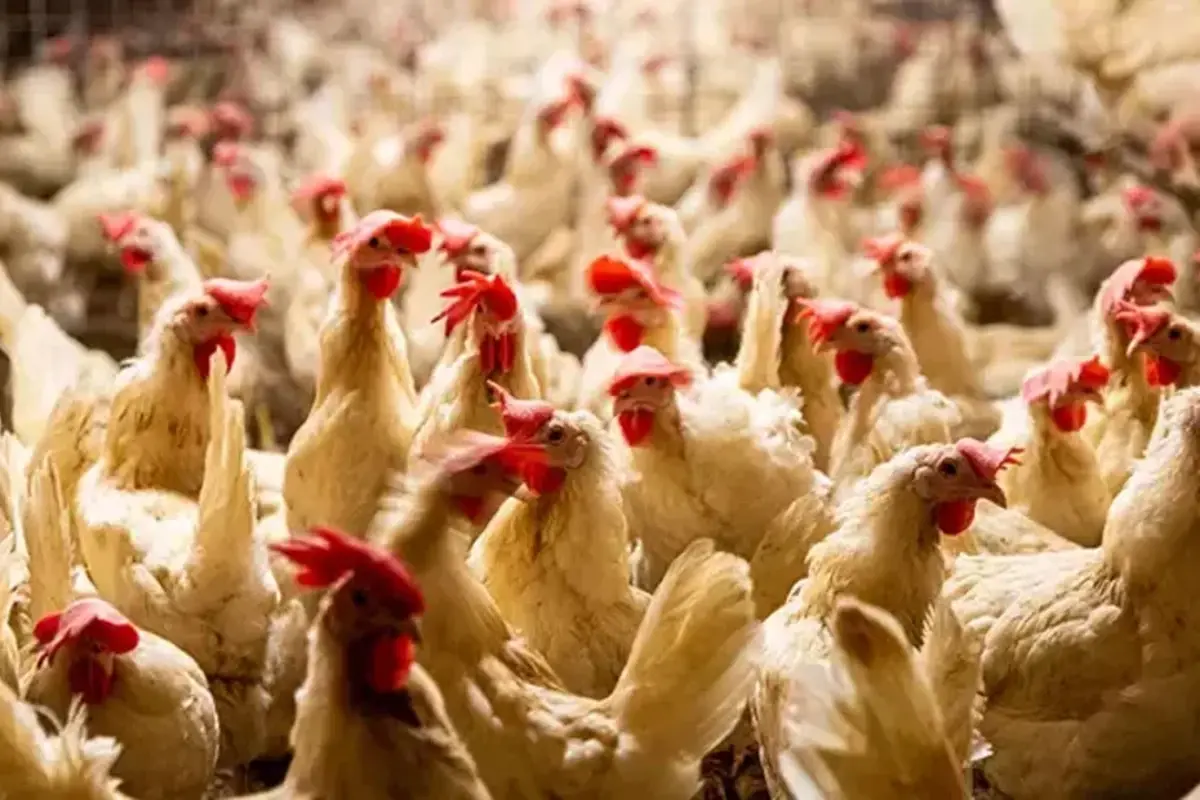 Dünya kuş gribi kıskacında: Hollanda’da dev itlaf