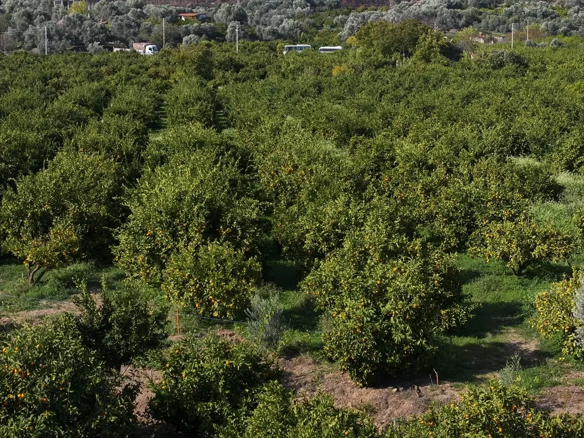 İzmir Mandalina Hasadı Yüzleri Güldürüyor