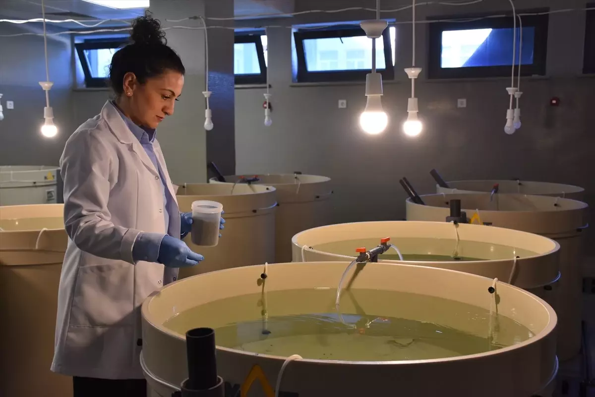 Kalkan Balığı Stoklarına Destek İçin 120 Bin Yavru Salındı