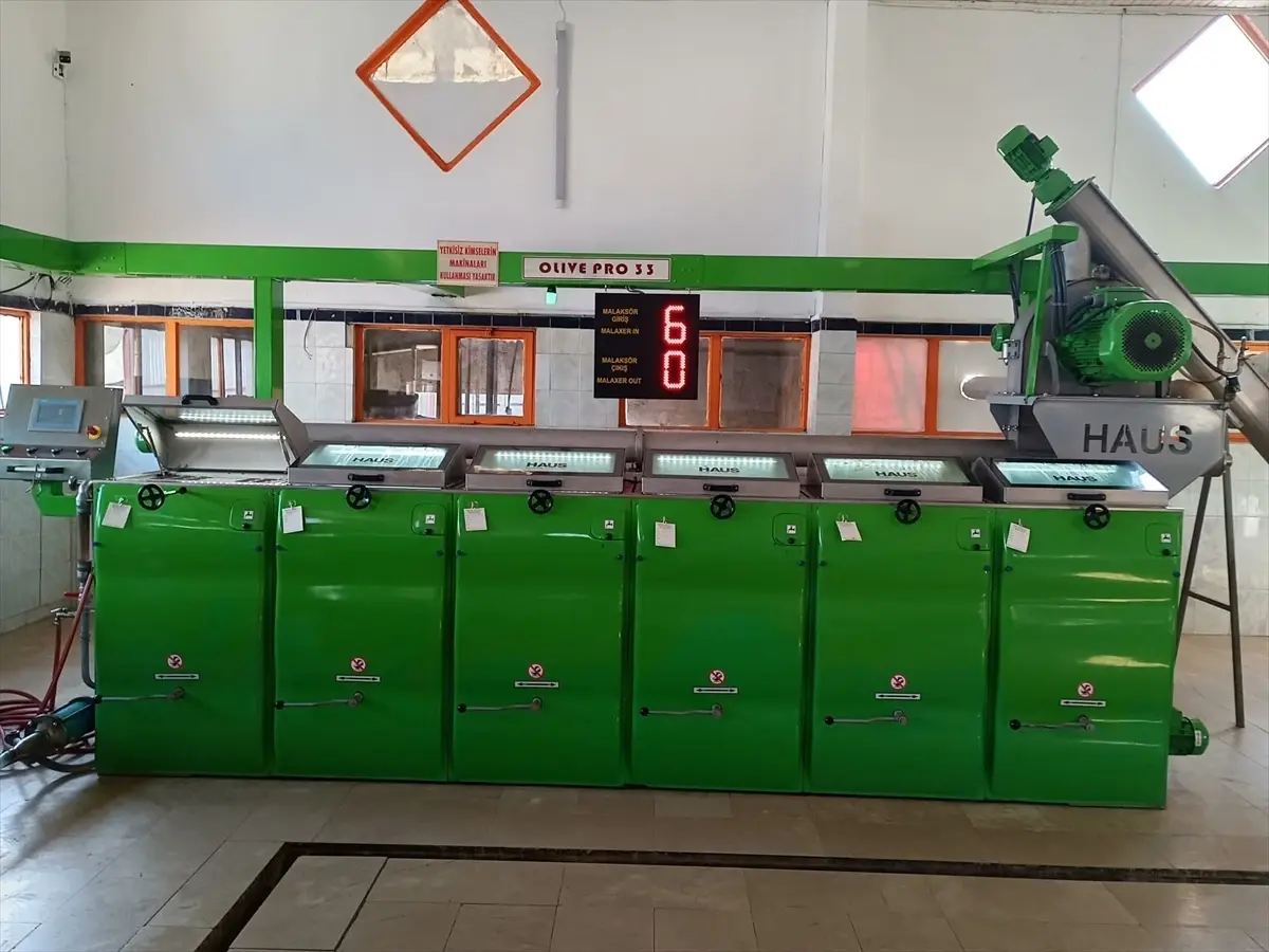 Karamürsel’de Zeytin Hasadı Başladı ve Rekolte Düşüşü Yağ Fiyatlarını Etkiliyor