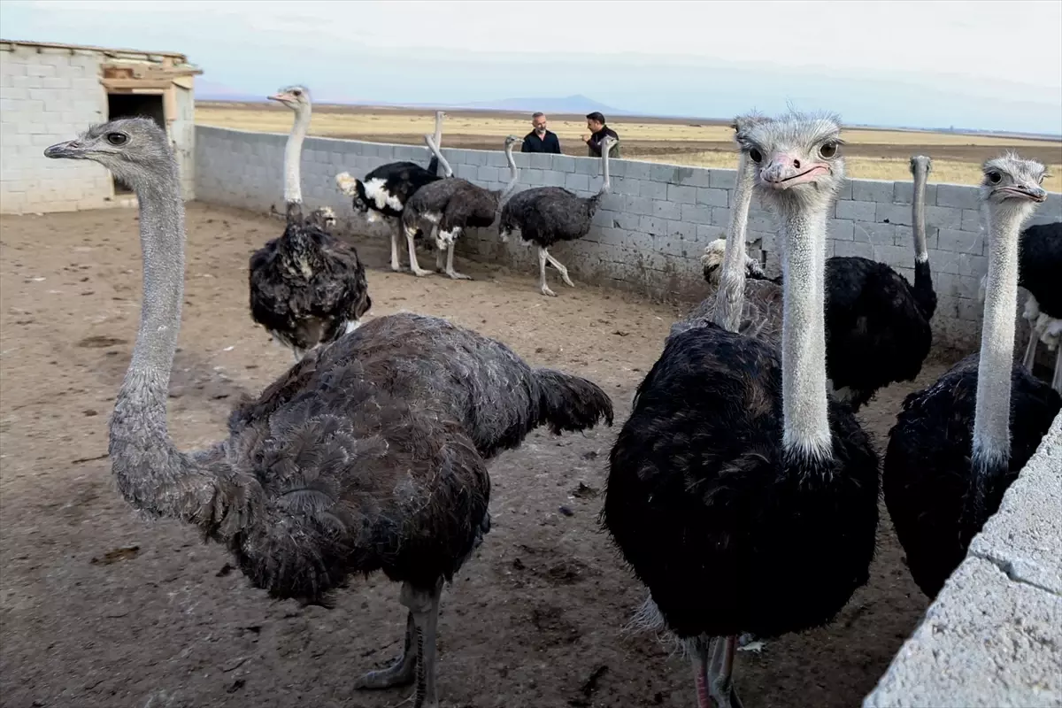 Kars’ta Deve Kuşu Çiftliği Kuruluyor