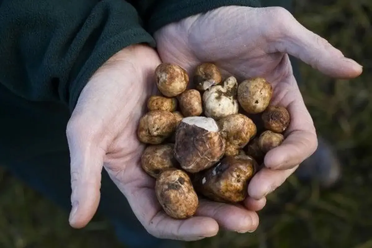 Kilosu 344 Bin TL’ye Denk Gelen Beyaz Trüf Avı Rekabeti Hırvatistan’ı Sallıyor!
