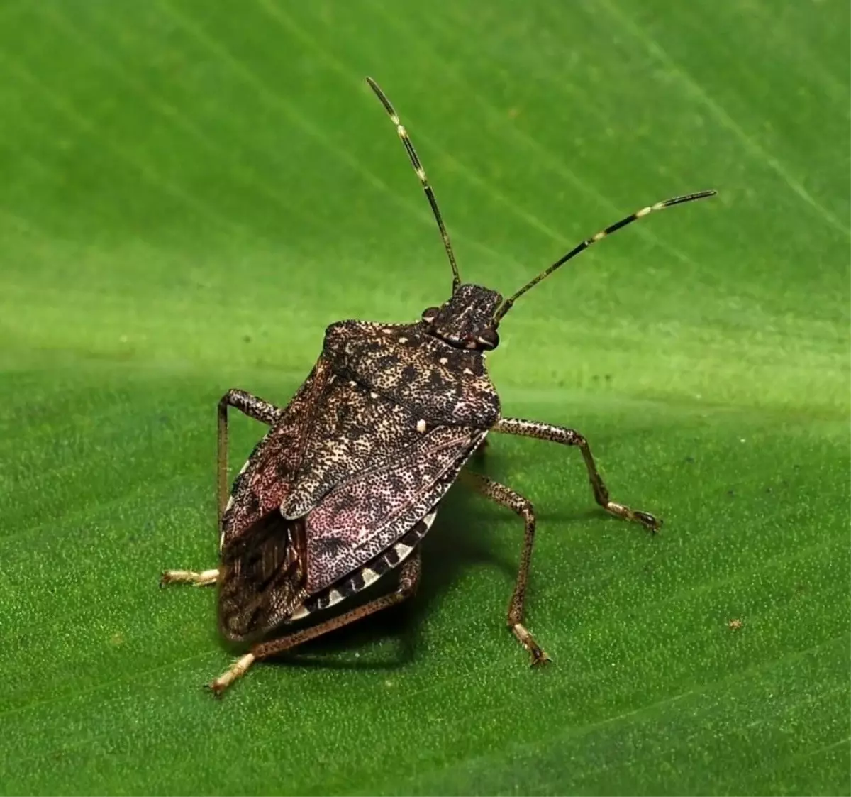 Kahverengi Kokarca Fındığı Tehdit Ediyor