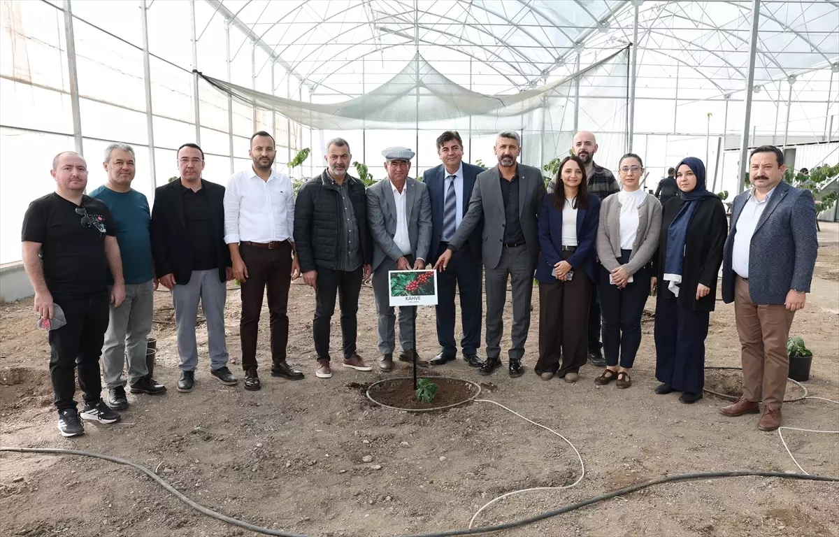 Kumluca’da Kahve Deneme Çalışması Başladı