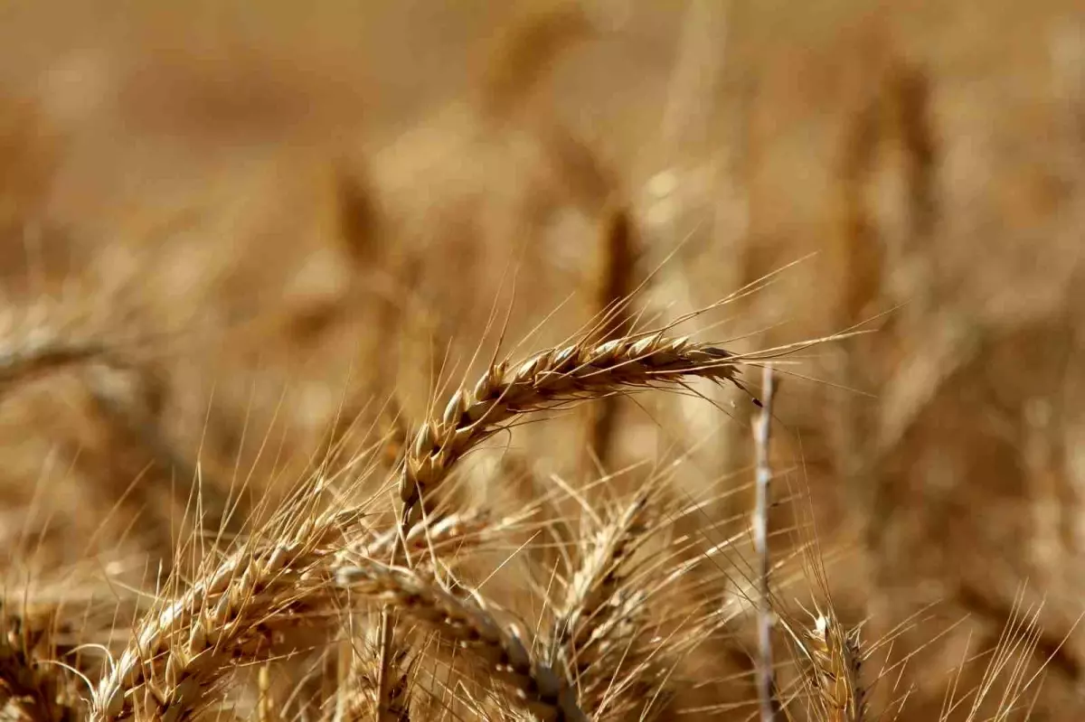 Küresel Tahıl Üretiminde Rekor Artış: 105 Milyon Tonluk Sıçrama