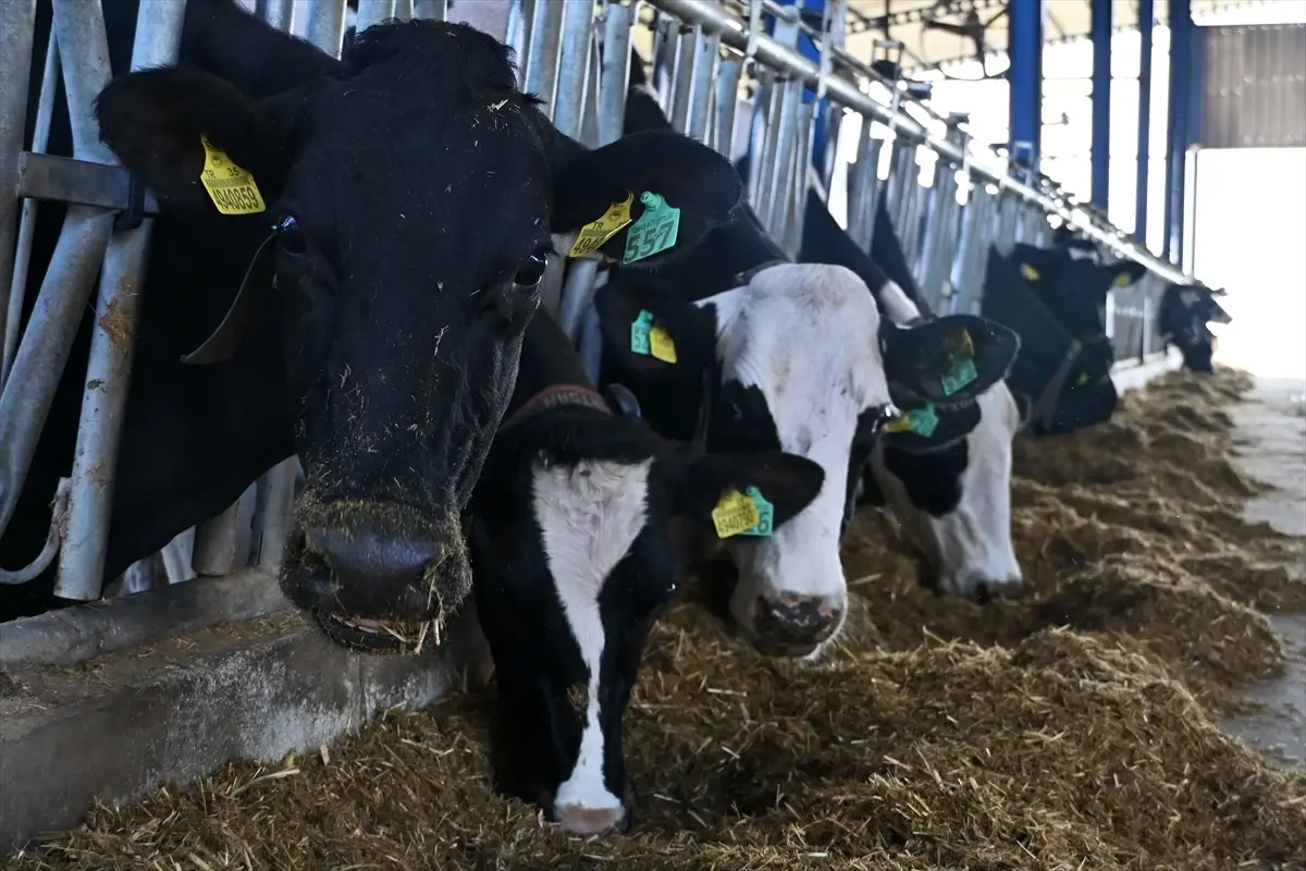 Modern Süt Tesisine Dönüşüm: TKDK Destekli Çiftlik 4 Ton Süt Üretiyor