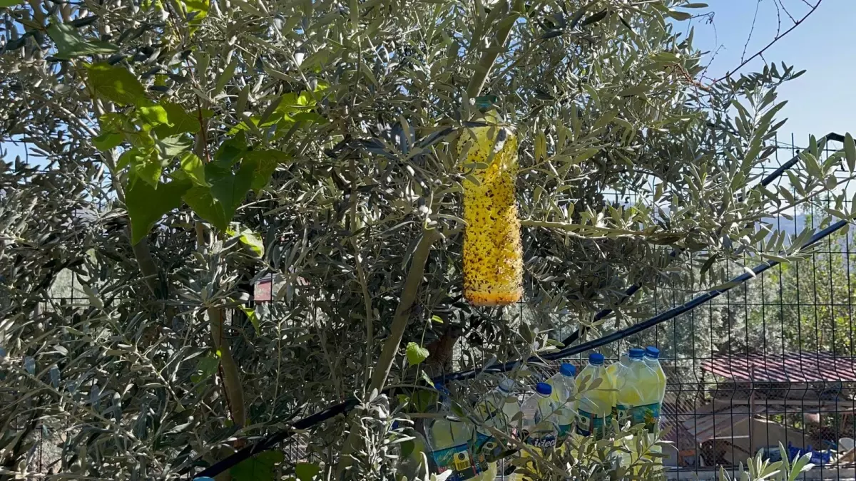 Öğrencilerden Doğal Sinek Tuzağı Projesi: Kimyasala Son, Çiftçilere Yeni Umut