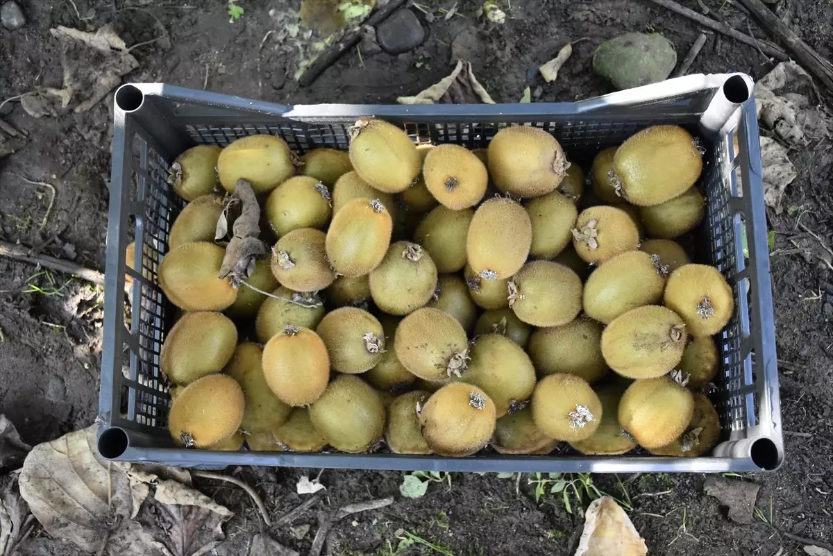 Ordu’da Kivi Hasadı Coştu: 6.200 Tonluk Rekor ve 500 Milyon Liralık Kazanç!