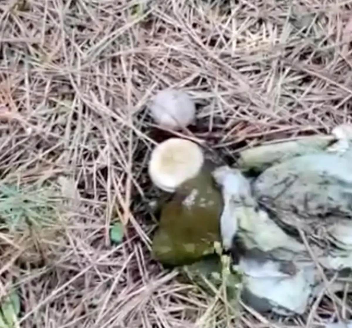 Bolu Ormanlığı Çöplüğe Dönüştü