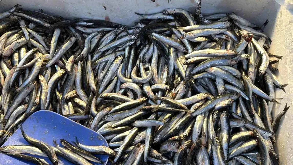 Düzce’de Hamsi Bolluğu Yaşanıyor