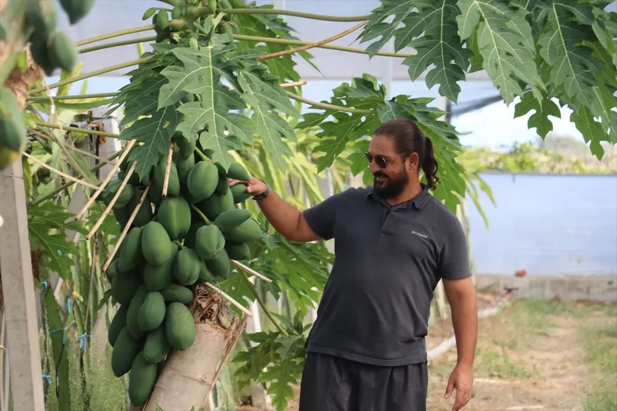 Ejder Meyvesindeki Nektar Sorunu Arıların Çalışmasıyla Çözüldü: Tropikal Bal Üretimi Başladı
