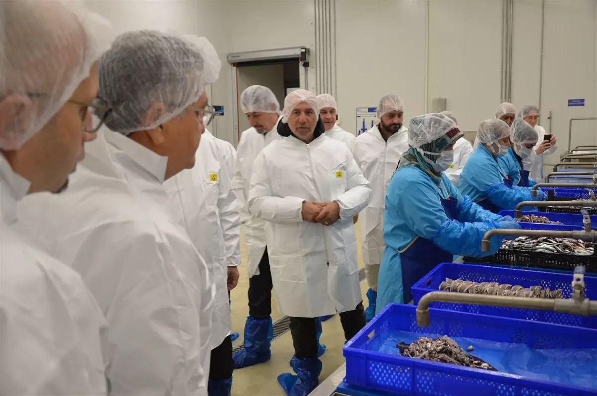 Sinop’ta Lakerda Üretim Tesisi Tanıtıldı: Coğrafi İşaretli Ürün ve Kadın İstihdamı Odaklı Yeni Proje